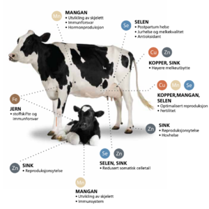 Holstein ku og kalv med oversikt over mineraler
