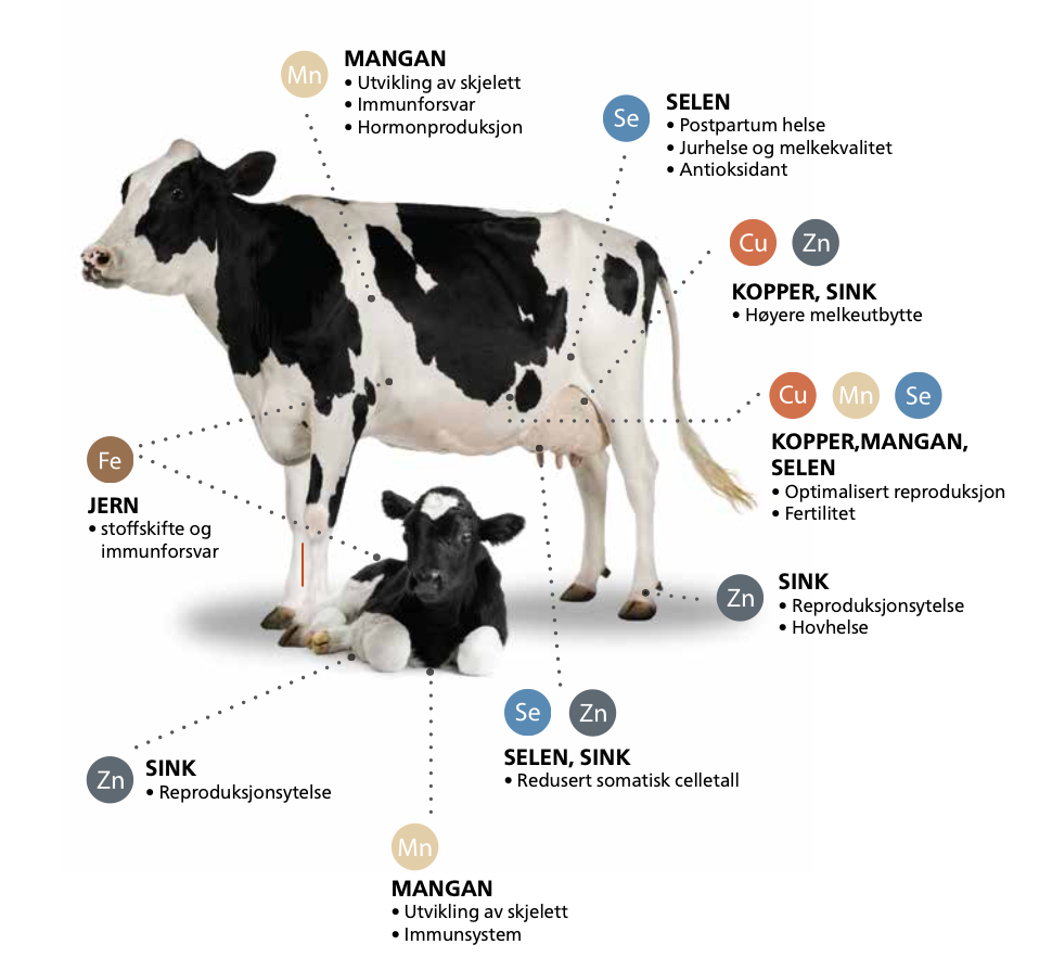 Holstein ku og kalv med oversikt over mineraler