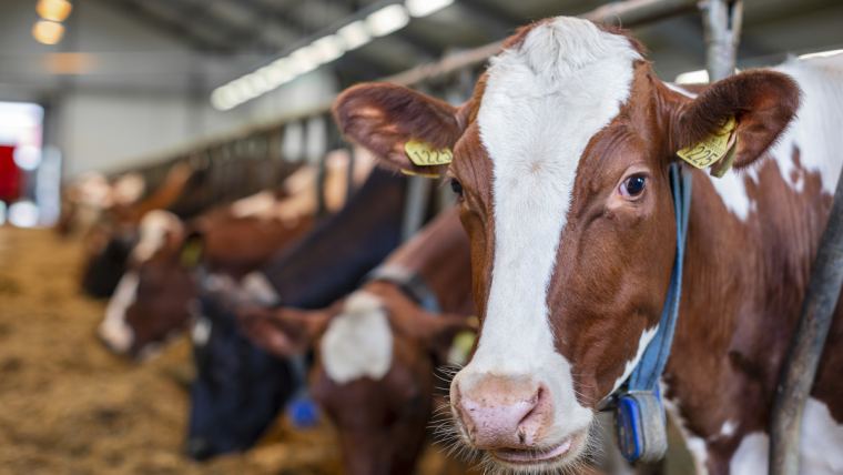 Fjaerabygda gardsdrift