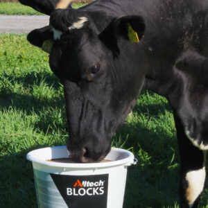Ku som spiser fra Alltech bøtte med mineraler