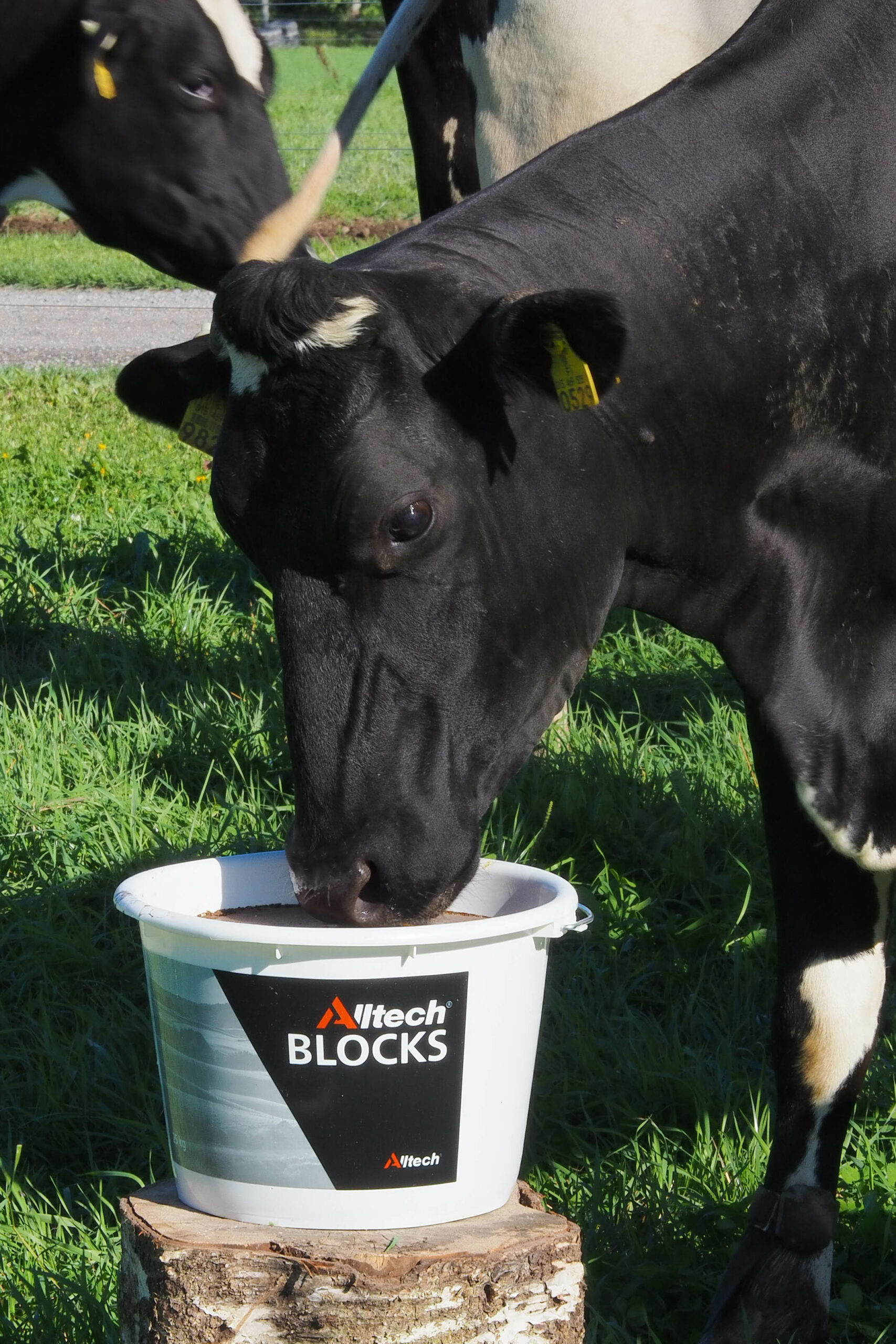 Ku som spiser fra Alltech bøtte med mineraler