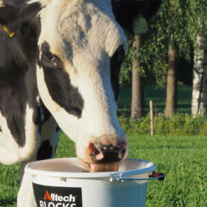 Ku som spiser fra Alltech bøtte med mineraler
