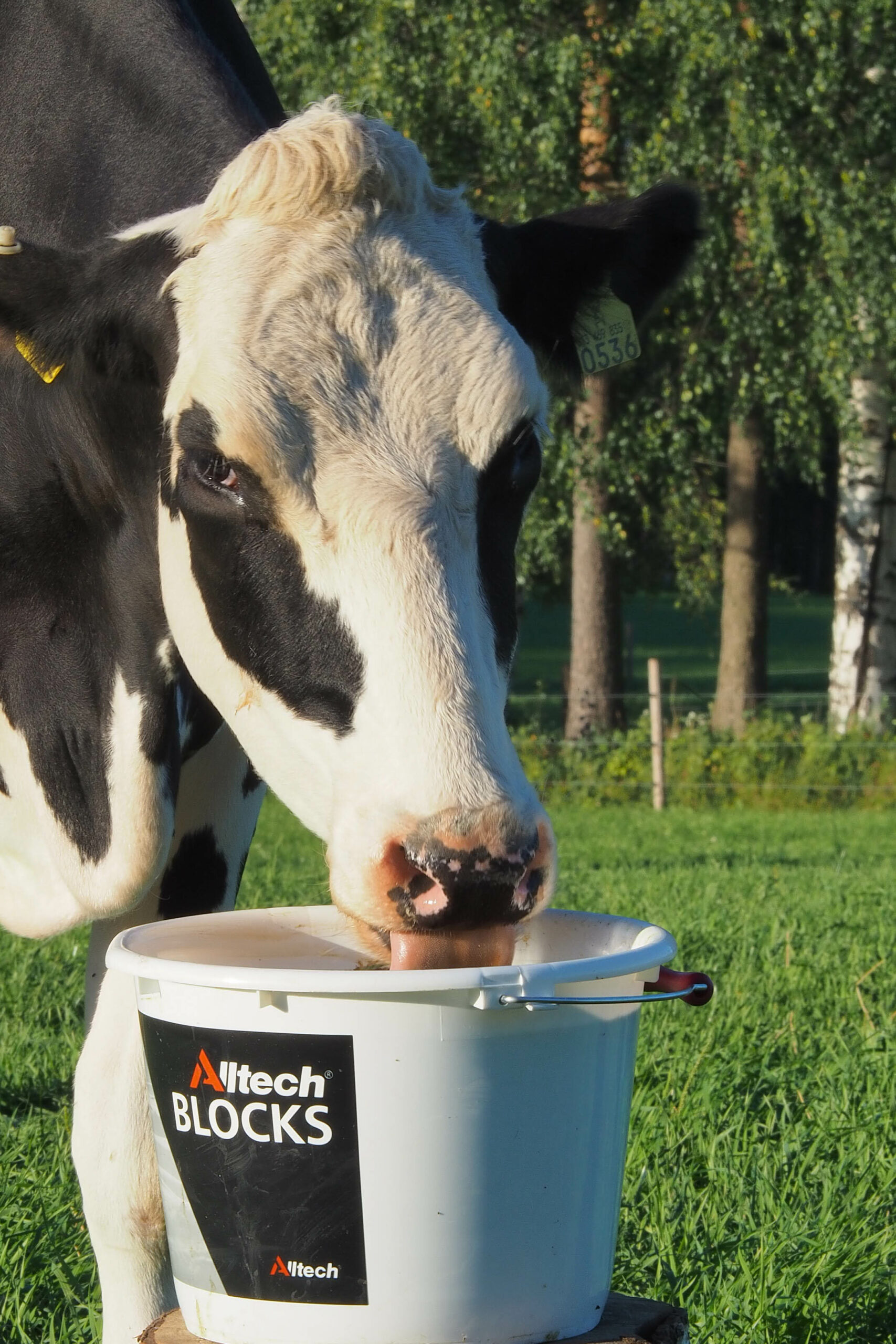 Ku som spiser fra Alltech bøtte med mineraler