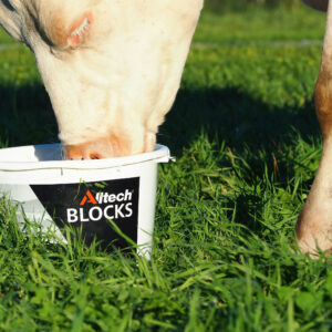 Ku som spiser fra Alltech bøtte med mineraler