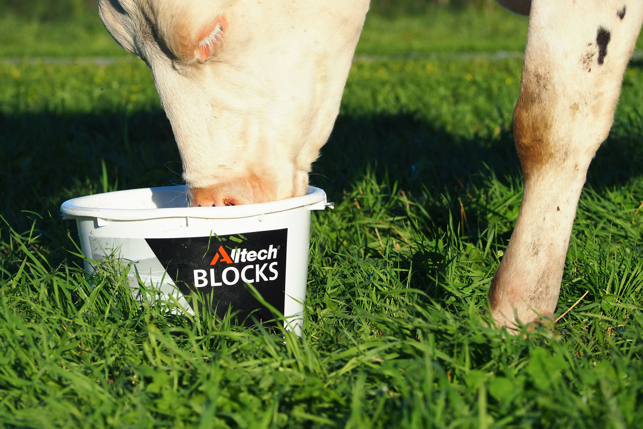 Ku som spiser fra Alltech bøtte med mineraler