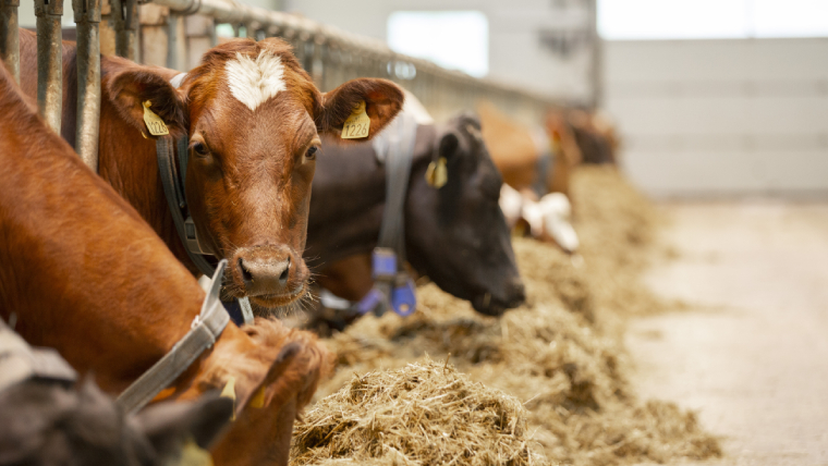 Kyr som ser i kamera