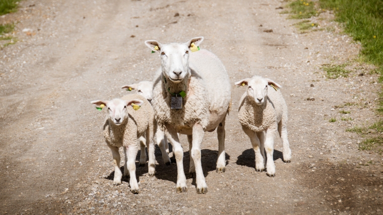 Alltech nettbutikk - nettbutikk Alltech - Alltech Norge - blueprint - fortilskudd - felleskjøpet