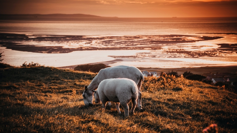 To sauer som spiser på gresset i solnedgangen med en en sjø i bakgrunnen