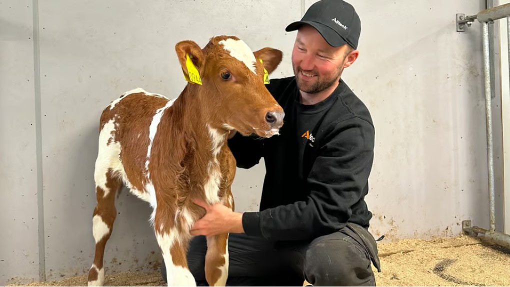 Haarstad med kalv som 