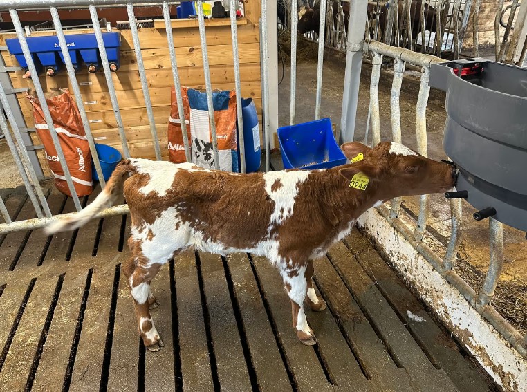 Kalv som drikker Blueprint Melk 