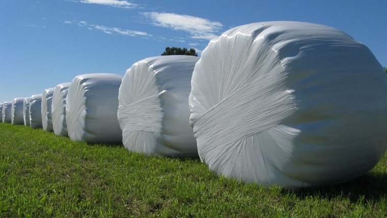 Hvite rundballer på en gress eng