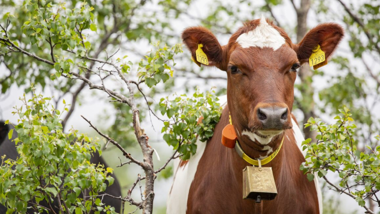 Storfe på beite klar etter å fått bolus