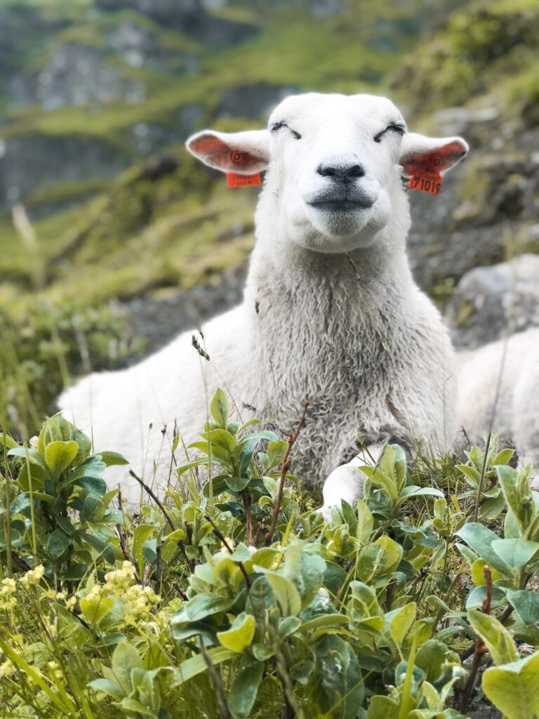 Sau på beite etter å ha fått bolus
