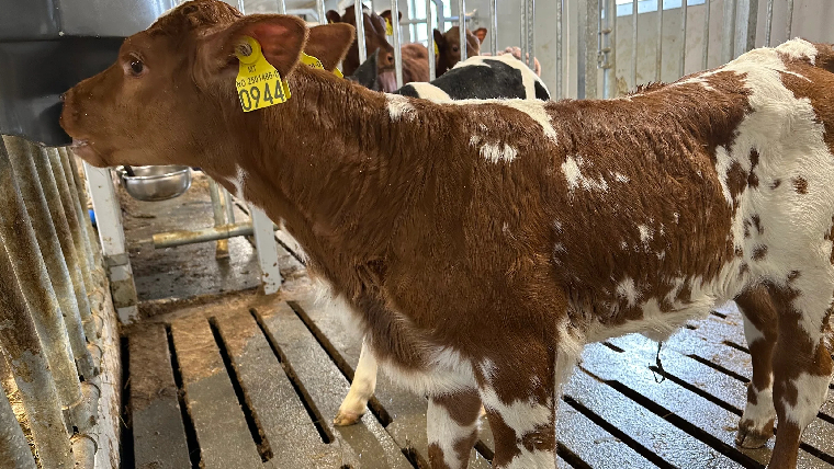 Kalv som drikker blueprint melk